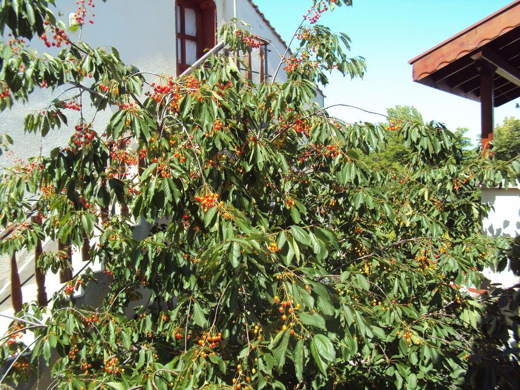 Amfora Guest House Byala  Esterno foto
